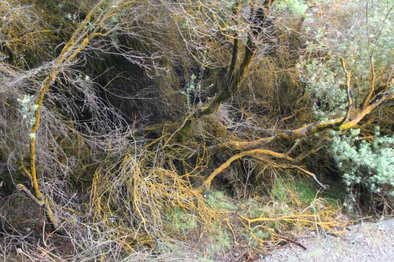 Nieuw-Zeeland 2011 - 0768